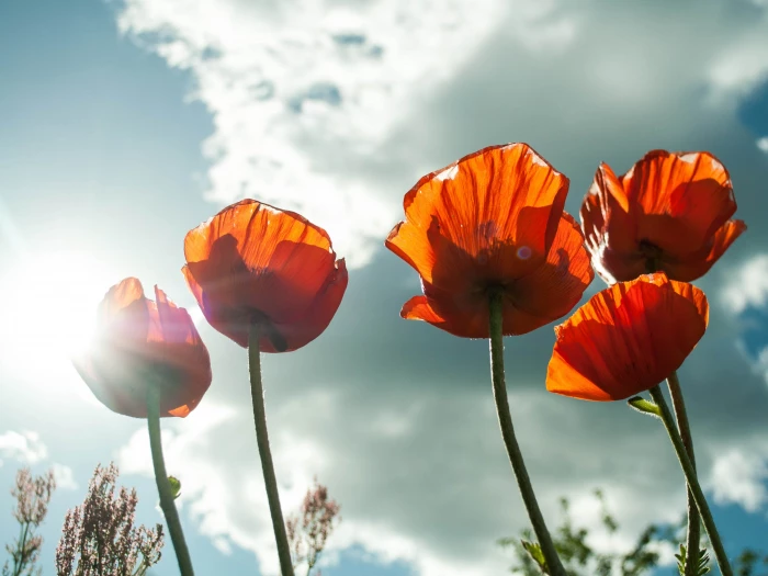 orange petaled flower
