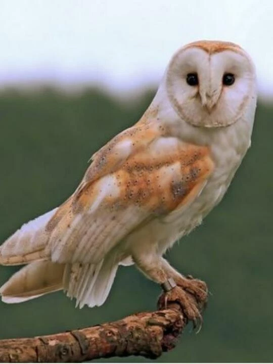 owls