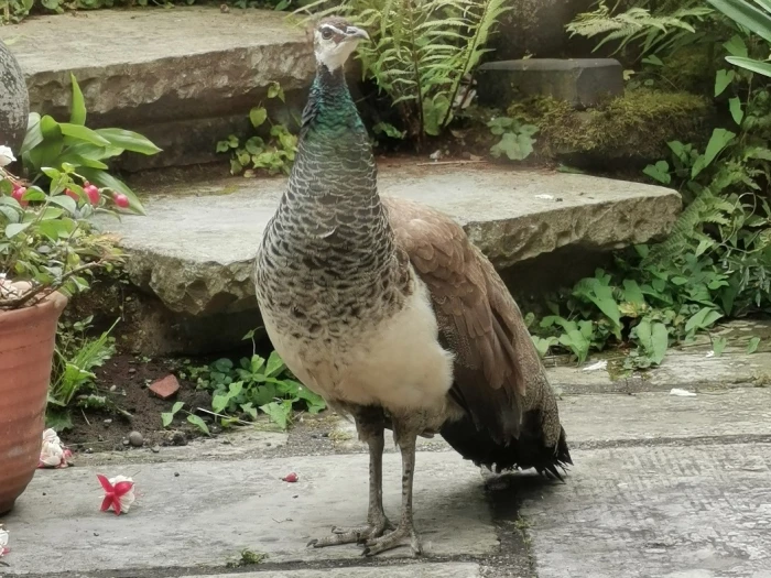 peahens 1