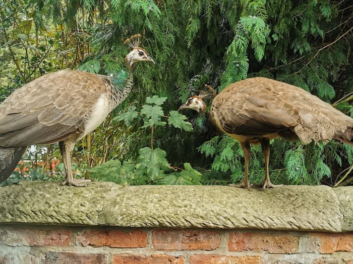 peahens 2