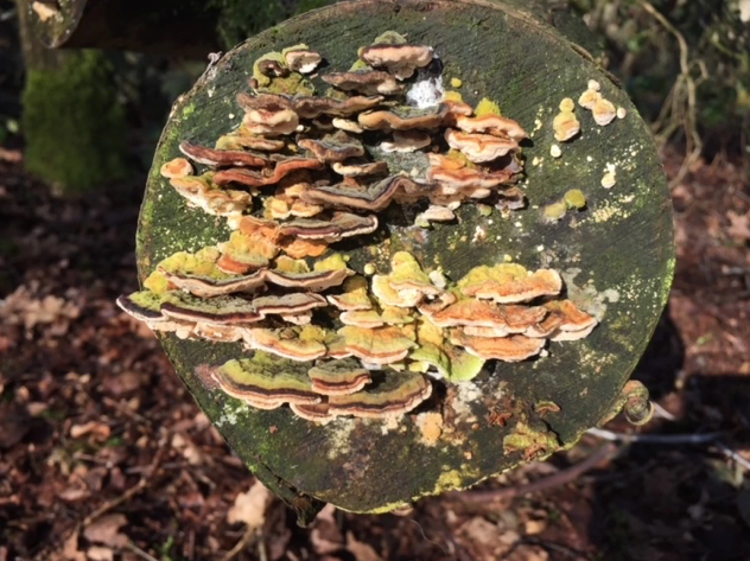 photo from brown moss