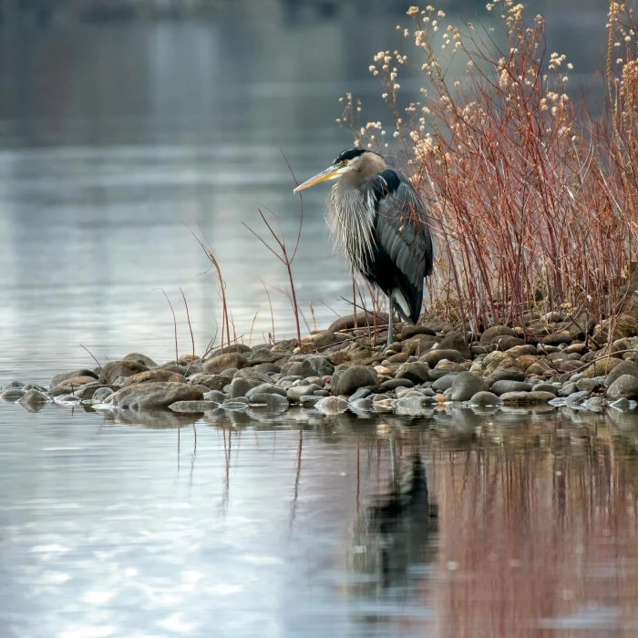 photo of heron on rocks near body of water