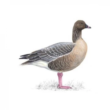 pinkfootedgoose1200x675