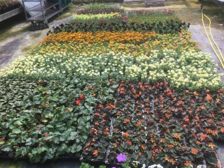 plantsatbromac