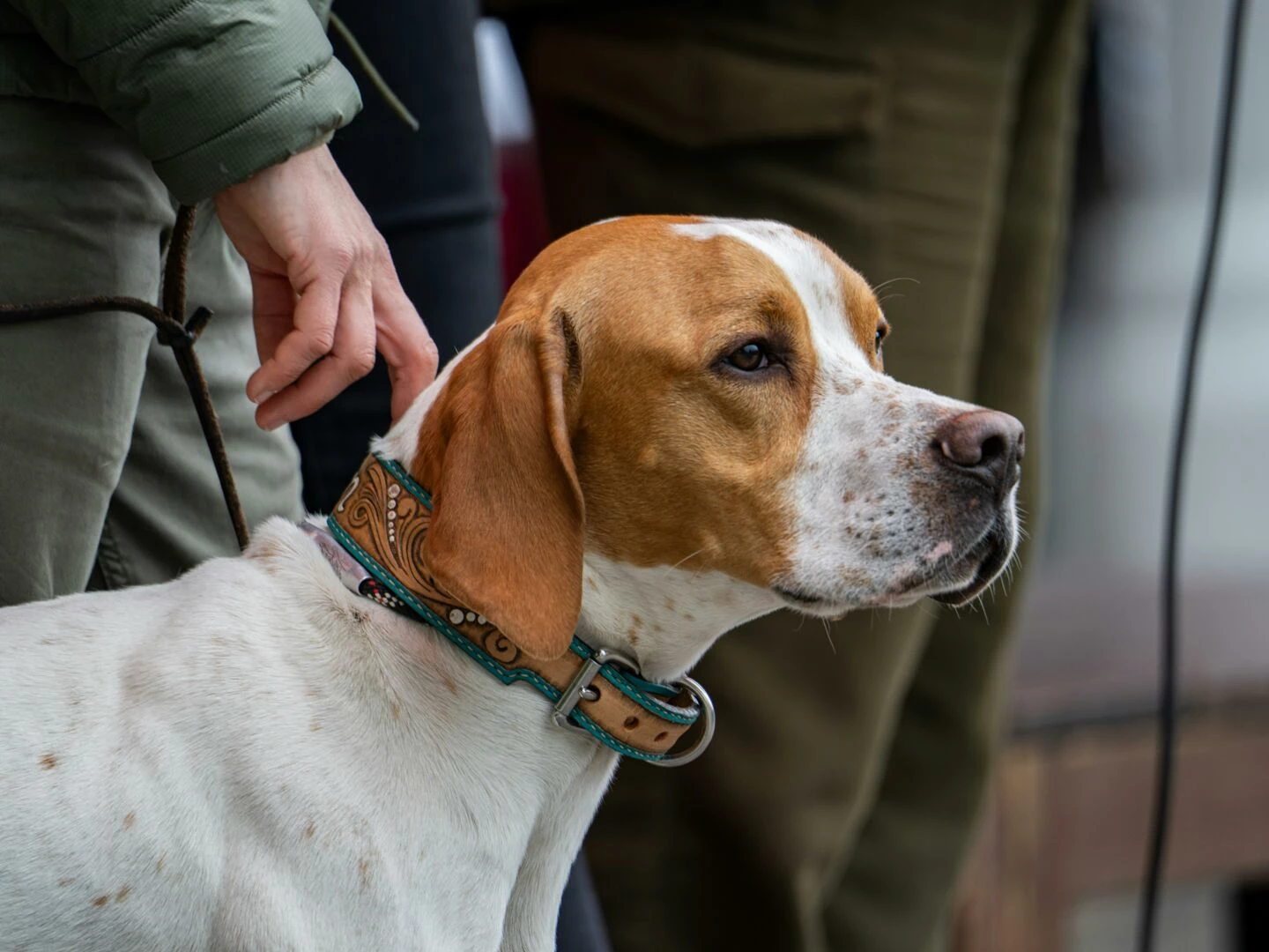 pointer dog and handler outdoors showcasing companionship and control