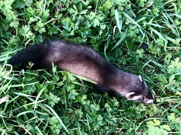 polecat