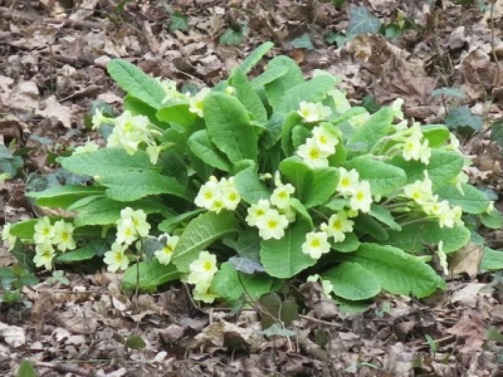 primroses