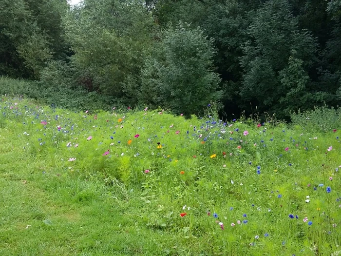 pryors hayes wild flower planting behind 14th green