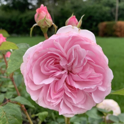 quotolivia rose austinquot