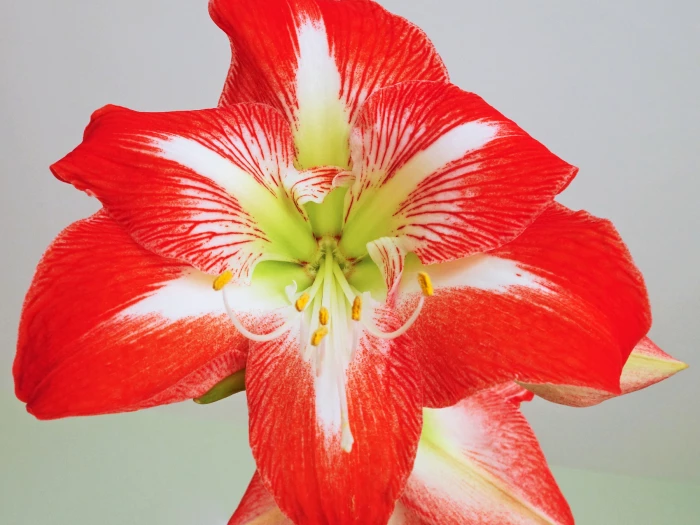 r amaryllis flower s01978