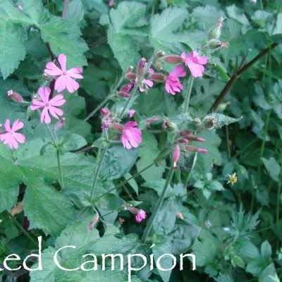 red campion  2 labelled
