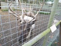 reindeer 2
