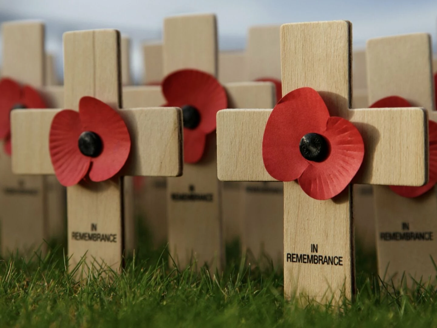 remembrance poppies