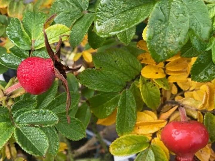 rosehips