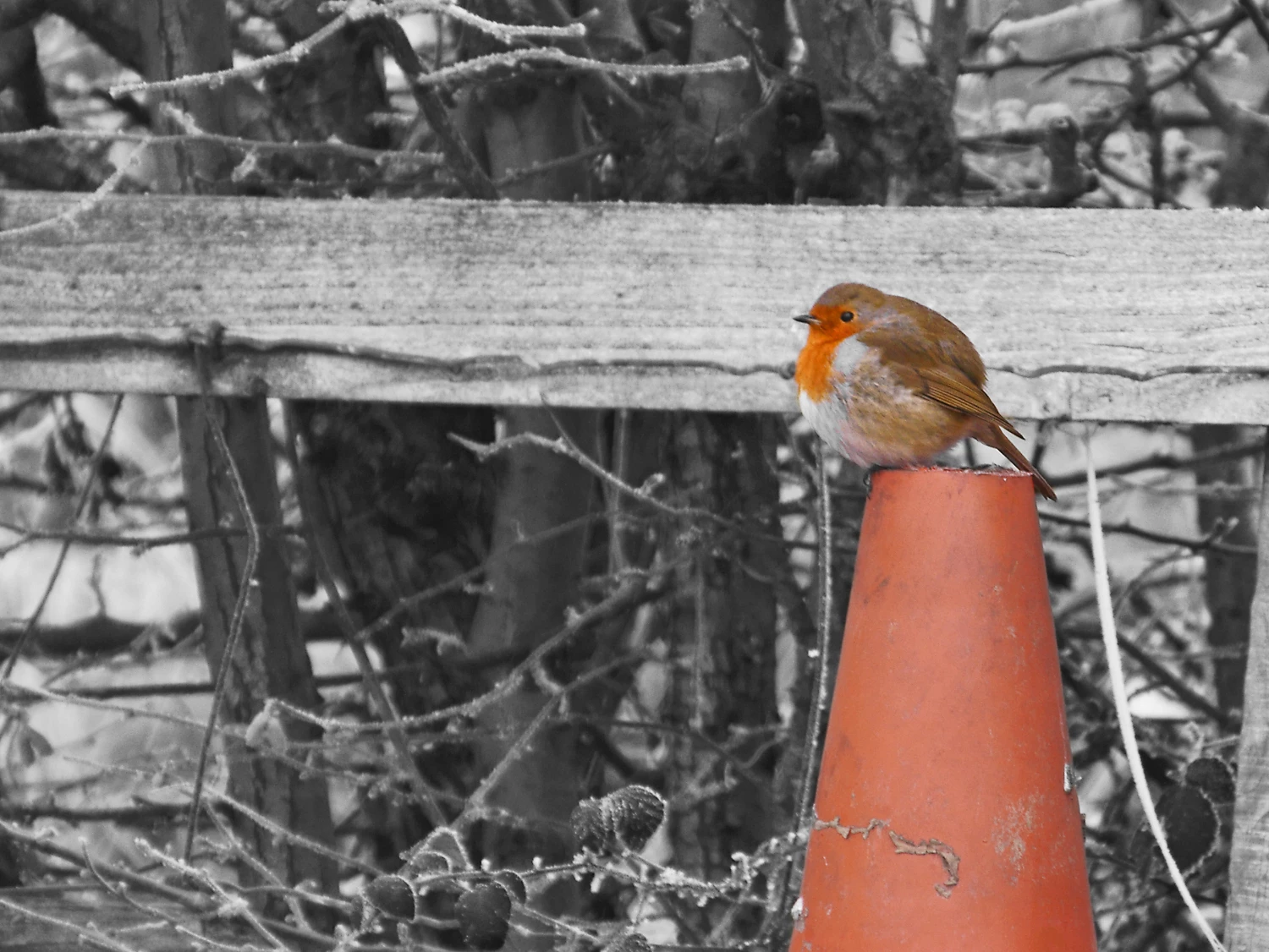 round robins0050