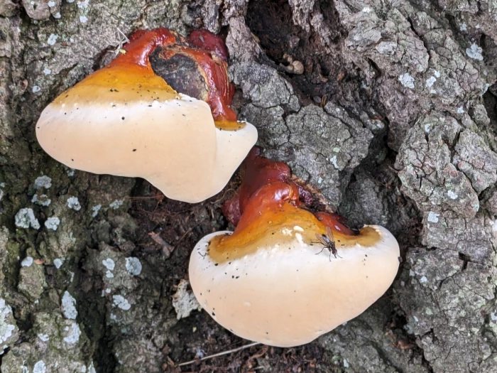 rr fungal feastpxl20230728145301346