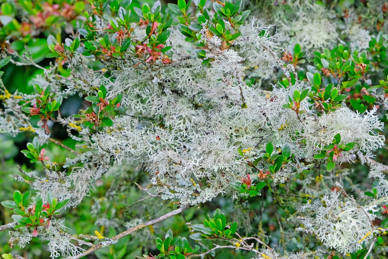 rr luscious lichens f3733b