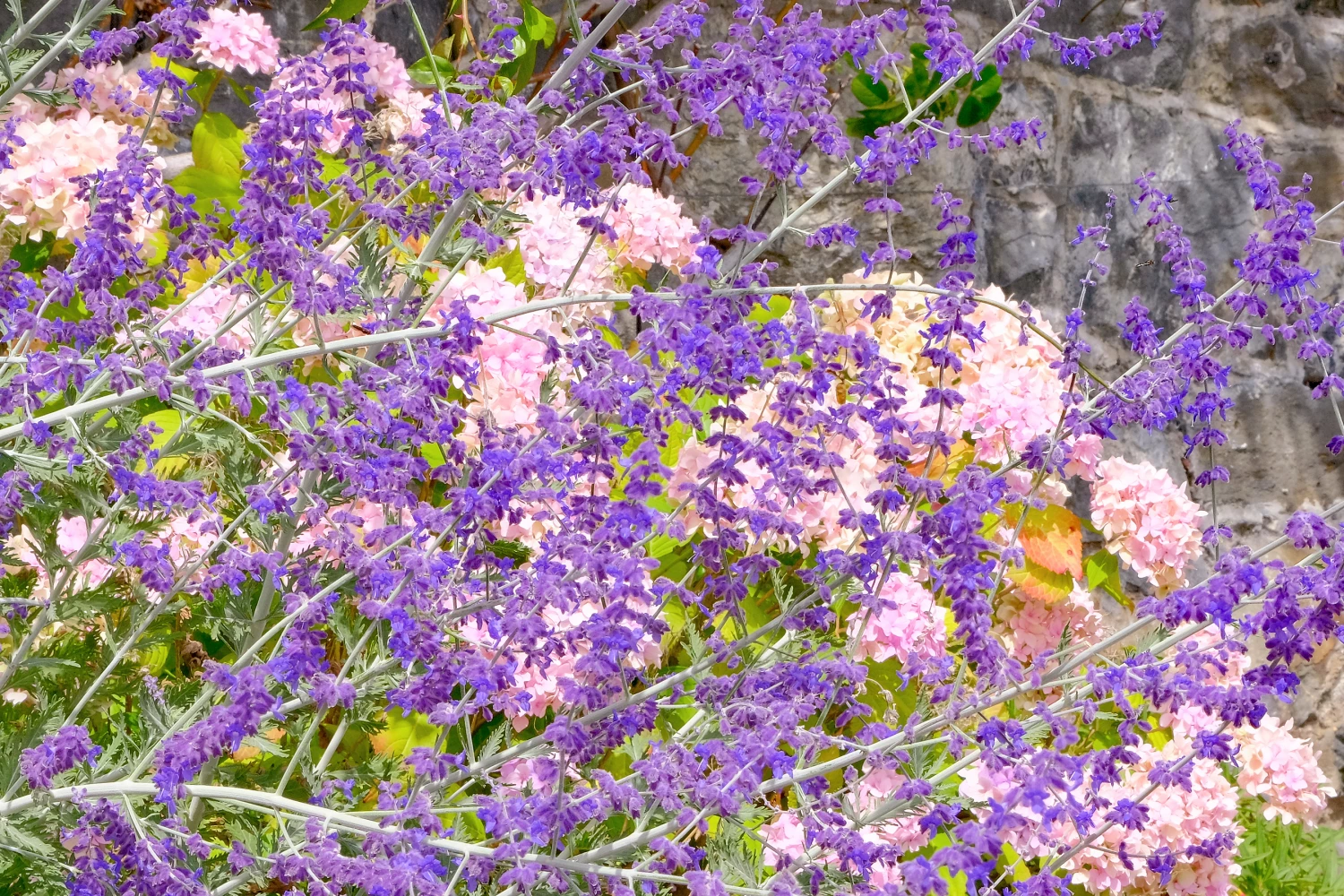rr purple on pink f3744