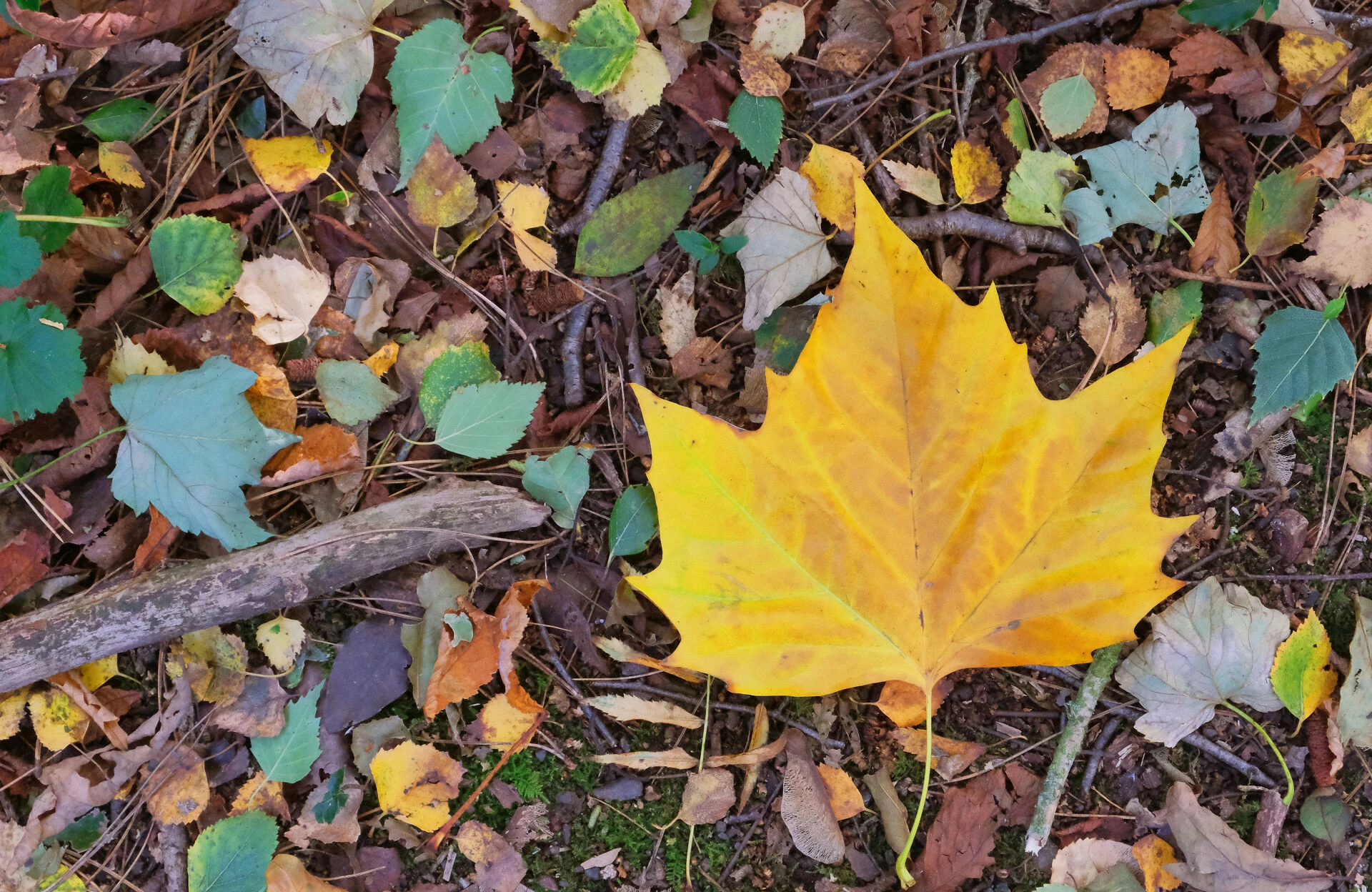 rr woodland carpetf6875