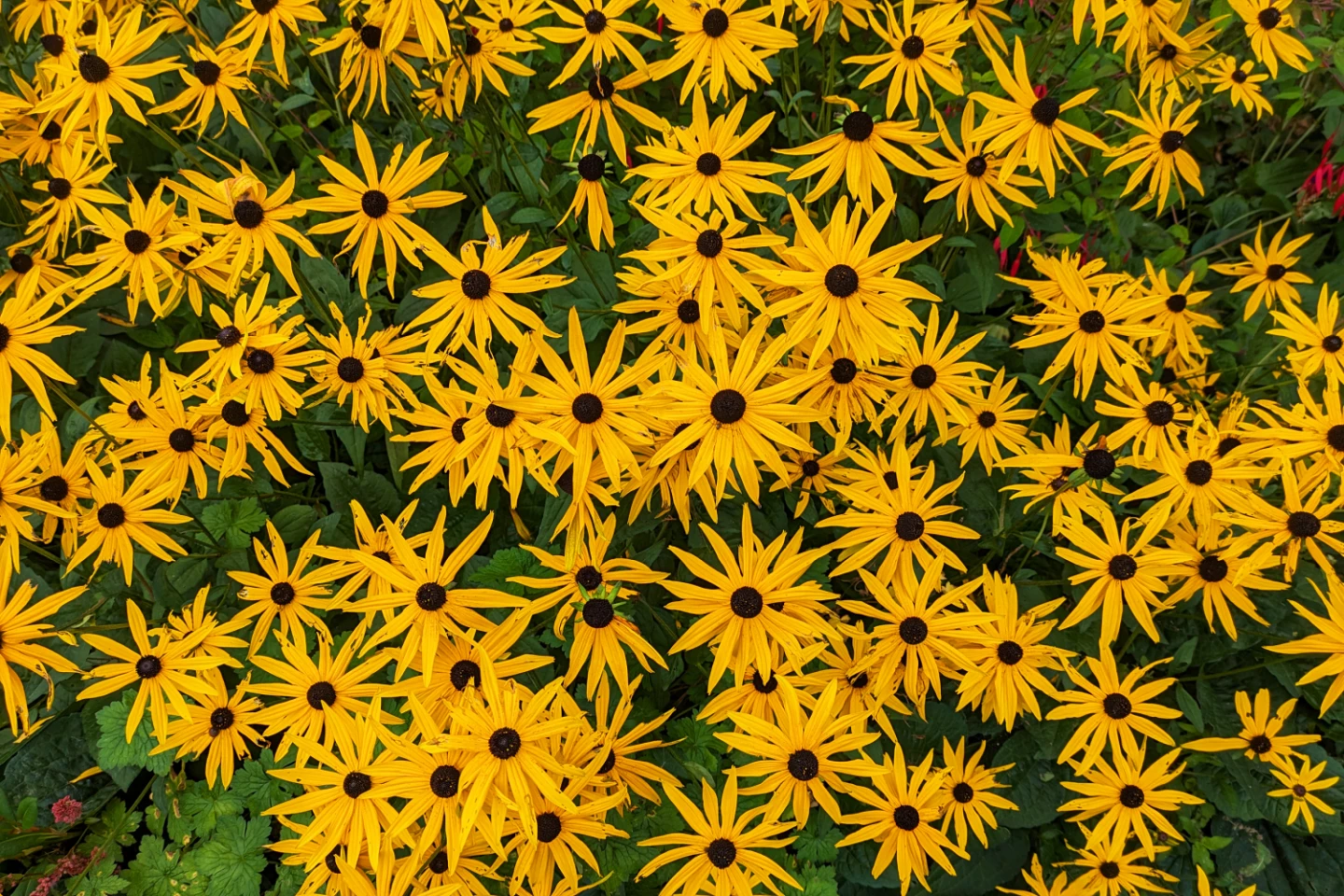 rrpxlsunburst112447011