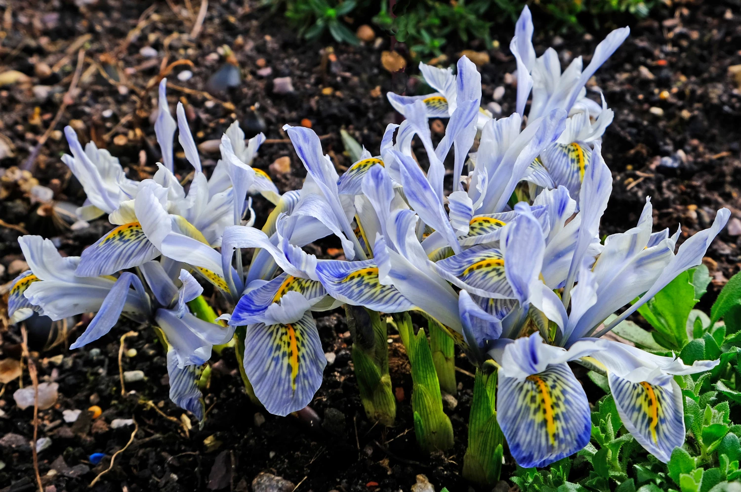 rrsigns of spring1f3006