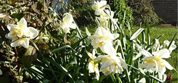 ruthflowers