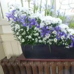 ryhill flower festival  1