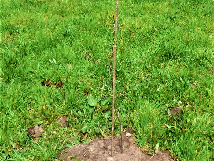 sapling 1