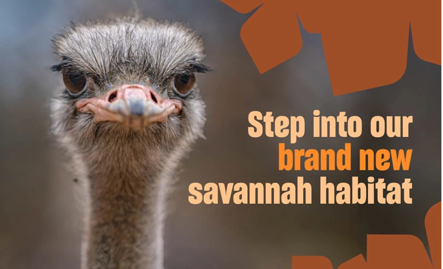 savannah