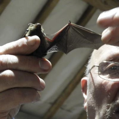 save bat
