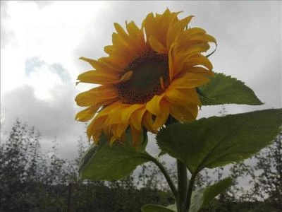 secret-sunflower-sower-9