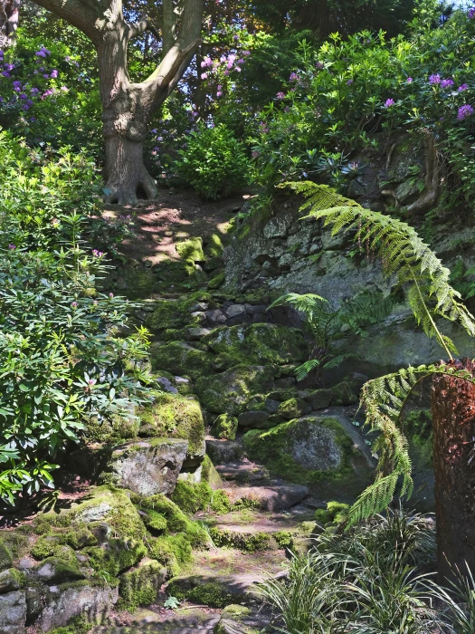 shady steps