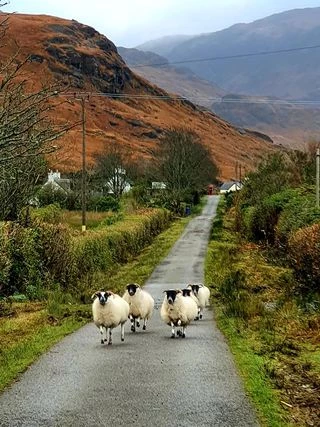 sheep on mull colin morrison
