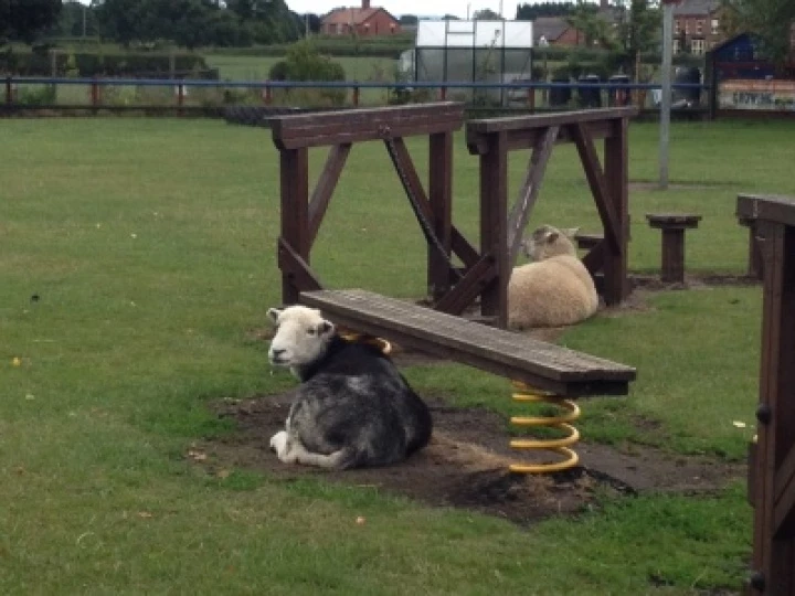 sheep