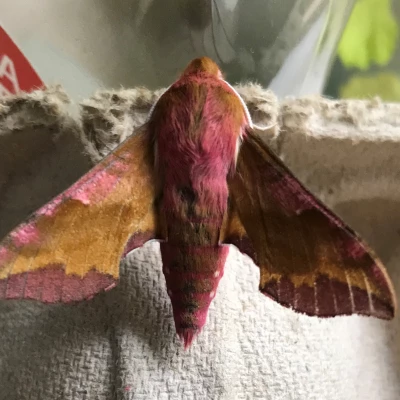 small elephant  hawk moth