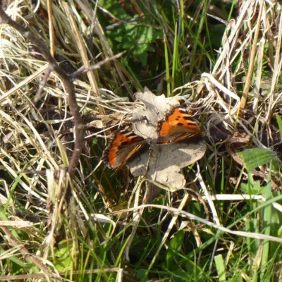 small tortoiseshellsmch21