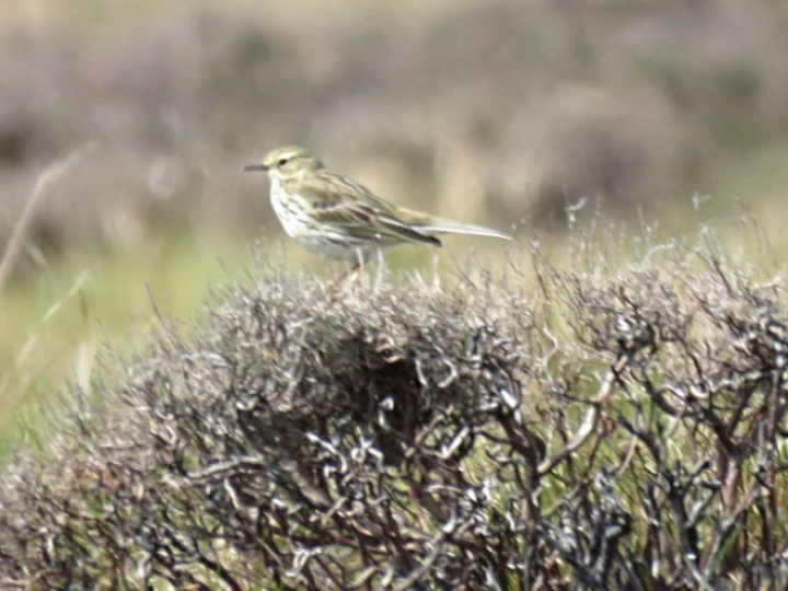 smallbrownbird