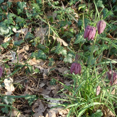 snake 39 s head fritilary