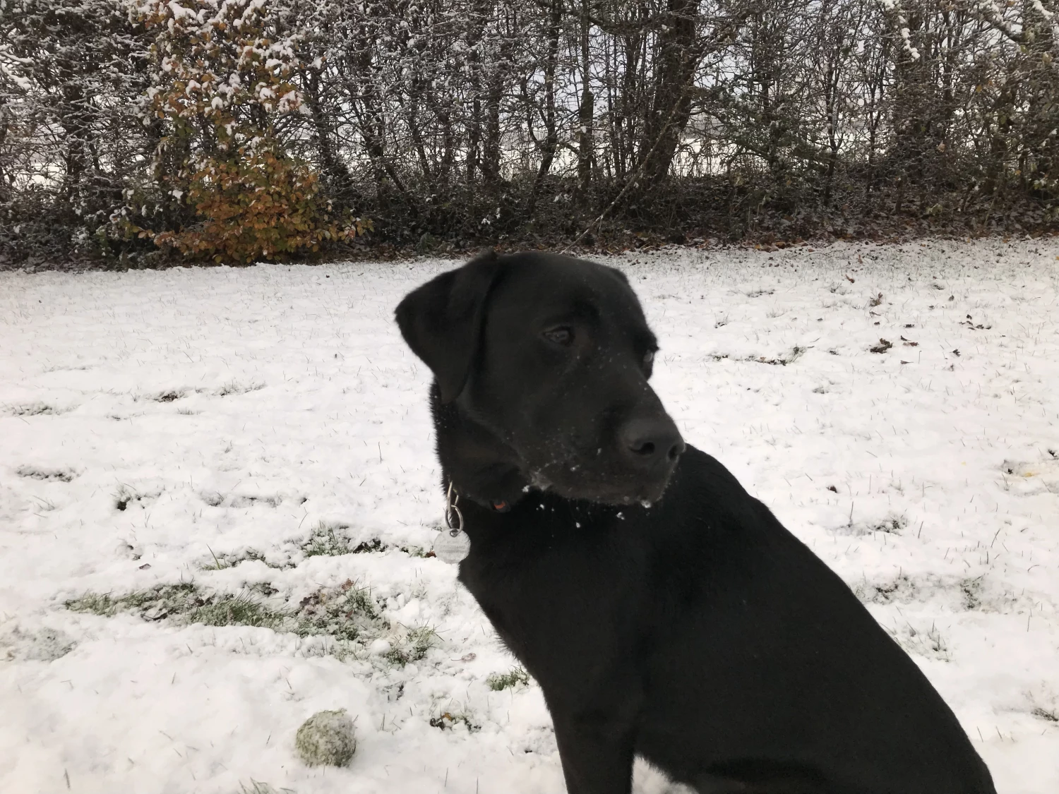 snow dog