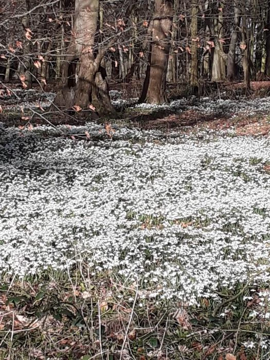 snowdrops 2