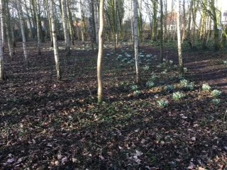 snowdrops