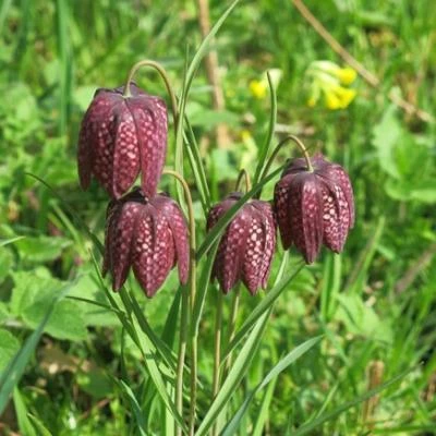 spring in tarvin woodland fullsizeoutput24bc