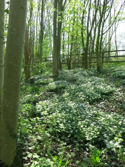 spring in tarvin woodland image6925