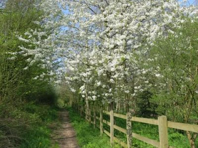 spring in tarvin woodland image6939