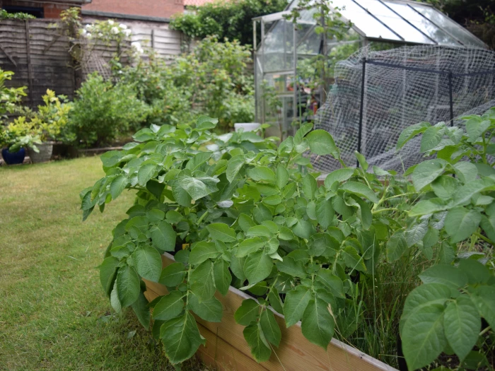 spuds 1