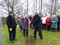 stake for tree