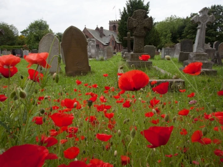 stalbanpoppies