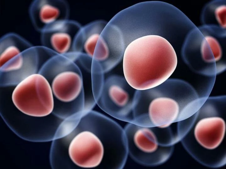 stemcell