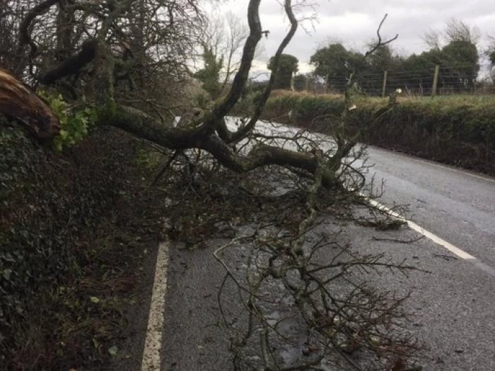 storm doris trees02
