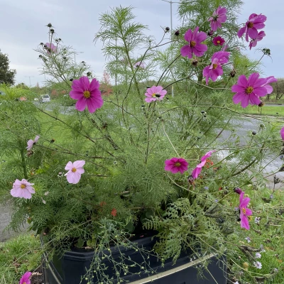 summer planter